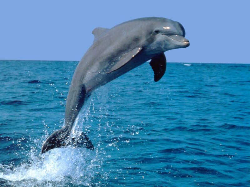 an animal swimming in the water an animal swimming in the water