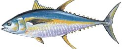 a close up of a fish