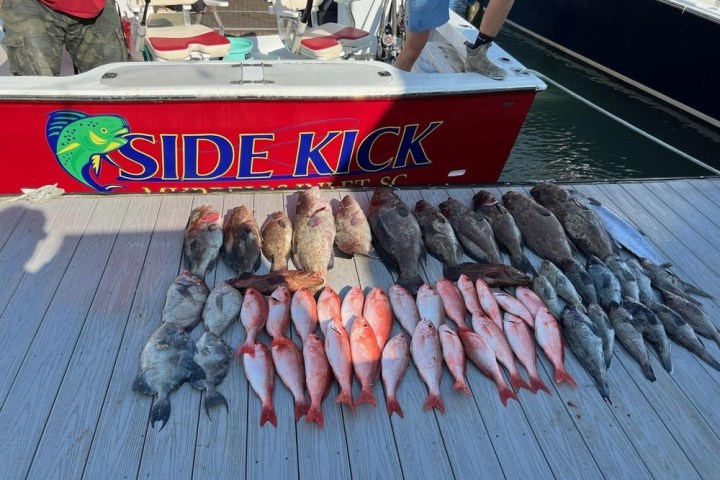a group of fish on a boat