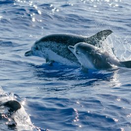 a flock of seagulls are swimming in a body of water