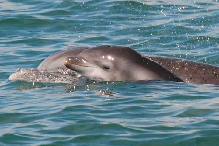 Dolphin Watch Tour