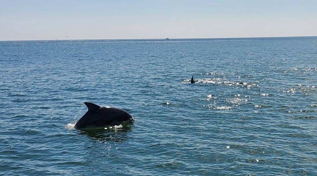 Dolphin Jumping Out Of Water Dolphin Jumping Out Of Water