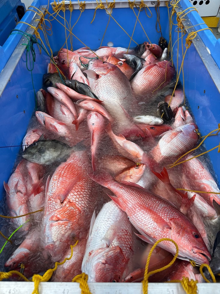 A blue container filled with multiple red snapper fish on ice.