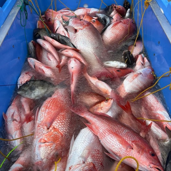 A blue container filled with multiple red snapper fish on ice.