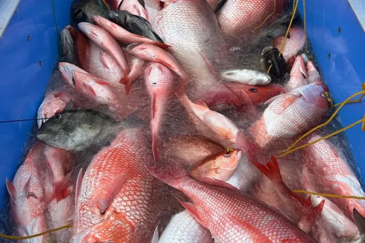 A blue container filled with multiple red snapper fish on ice.