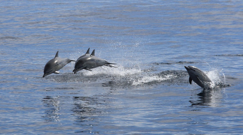 Educational Dolphin Watching Tours in Murrells Inlet
