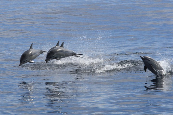 Educational Dolphin Watching Tours in Murrells Inlet
