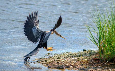Bird Watching Eco Tour Bird Watching Eco Tour
