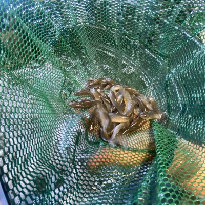 a close up of a reptile