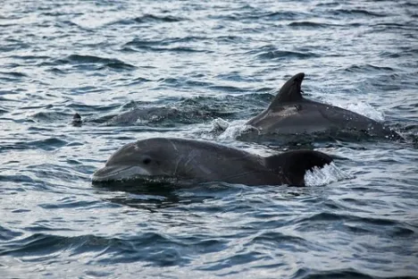 a dolphin swimming in a body of water