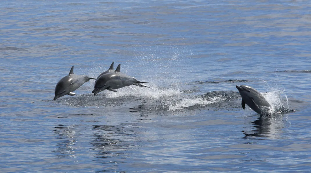 Educational Dolphin Watching Tour in Murrells Inlet
