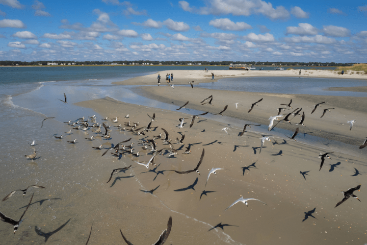 a flock of seagulls standing on a beach near a body of water