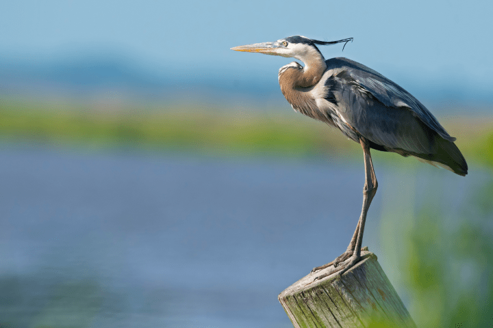 a close up of a bird perched on top of a body of water