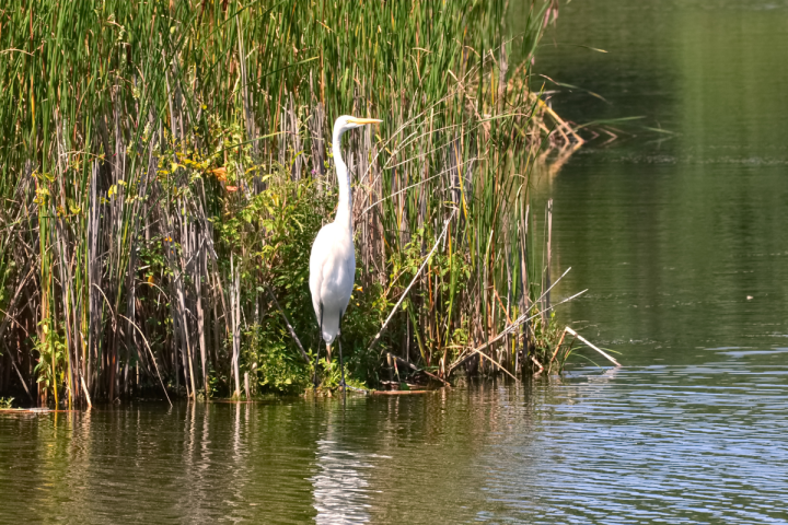 a bird standing in front of a body of water