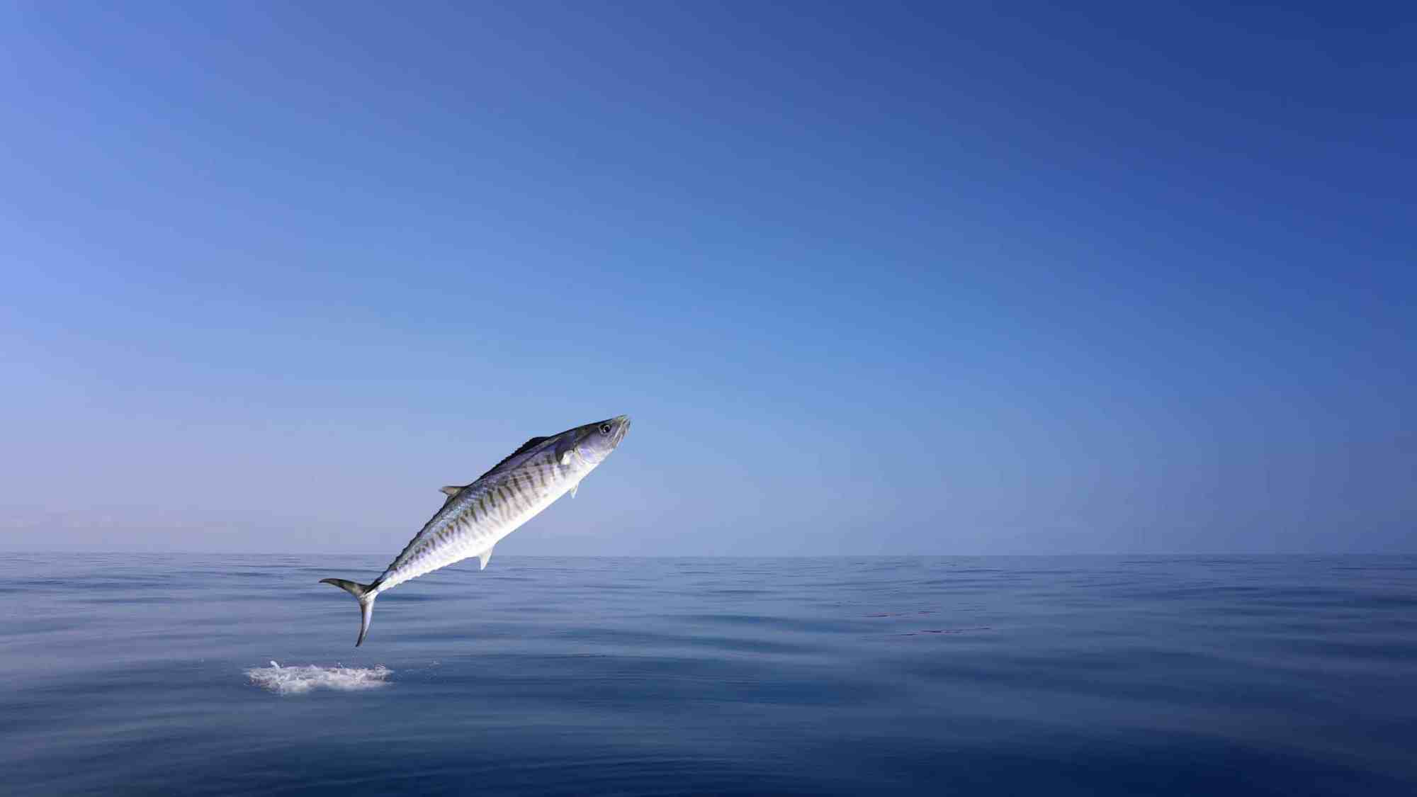 King-Mackerel-1 a fish flying over a body of water