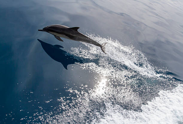 A lone dolphin in mid-air jumping through the waves a person riding a wave on top of a body of water
