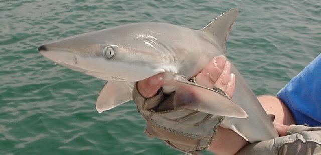 Shark Myrtle Beach a fish swimming under water