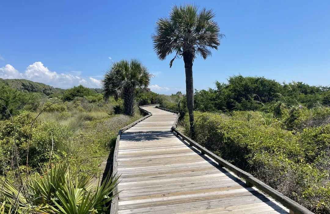Myrtle Beach State Park A wooden boardwalk through lush greenery and palm trees under a clear blue sky.