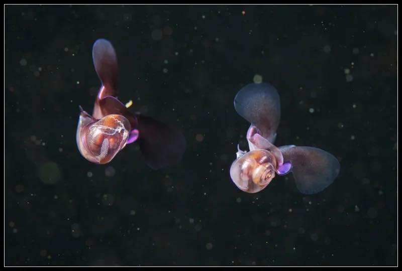 Two sea butterflies with translucent shells swimming in dark water.