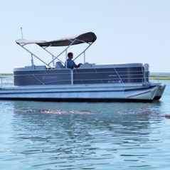 A pontoon boat with canopy and person navigating on calm water with grassy shoreline.