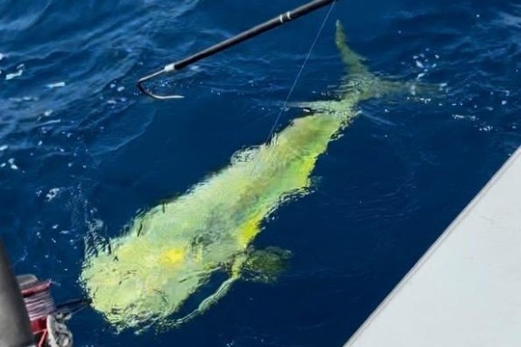 Fish near water surface beside a boat, with fishing rod and hook visible.