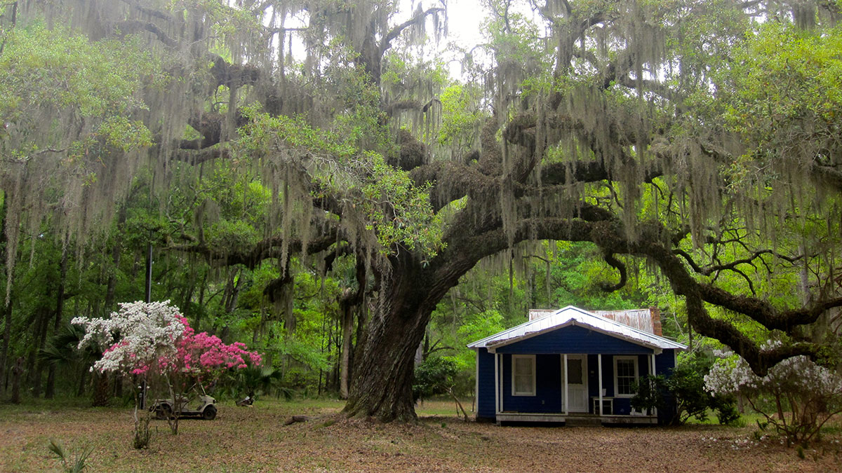 A blue cottage under a large tree with hanging moss, surrounded by green foliage and pink flowers.