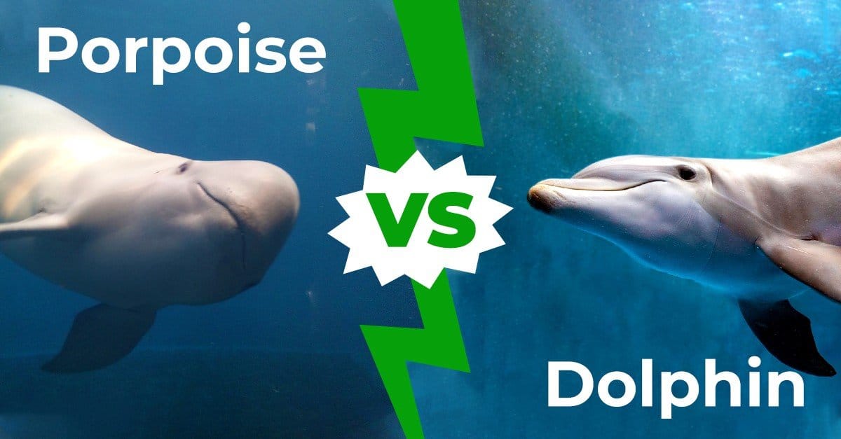 Image shows a porpoise on the left and a dolphin on the right with 'VS' in between.
