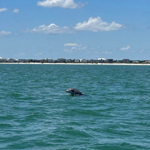 Dolphin swimming in the ocean near a distant shoreline under a clear blue sky.