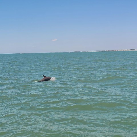 Dolphin fin emerging from the ocean against a clear blue sky.