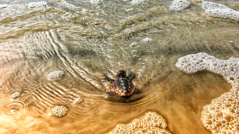 Baby turtle crawling into ocean waters surrounded by bubbles.