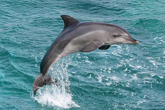 Dolphin leaping out of the ocean water, creating a splash.