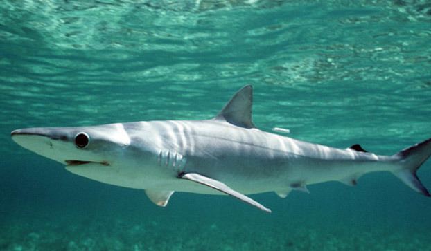 Shark swimming underwater in a clear ocean.