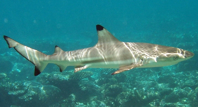 Shark swimming in clear blue ocean over coral reef.