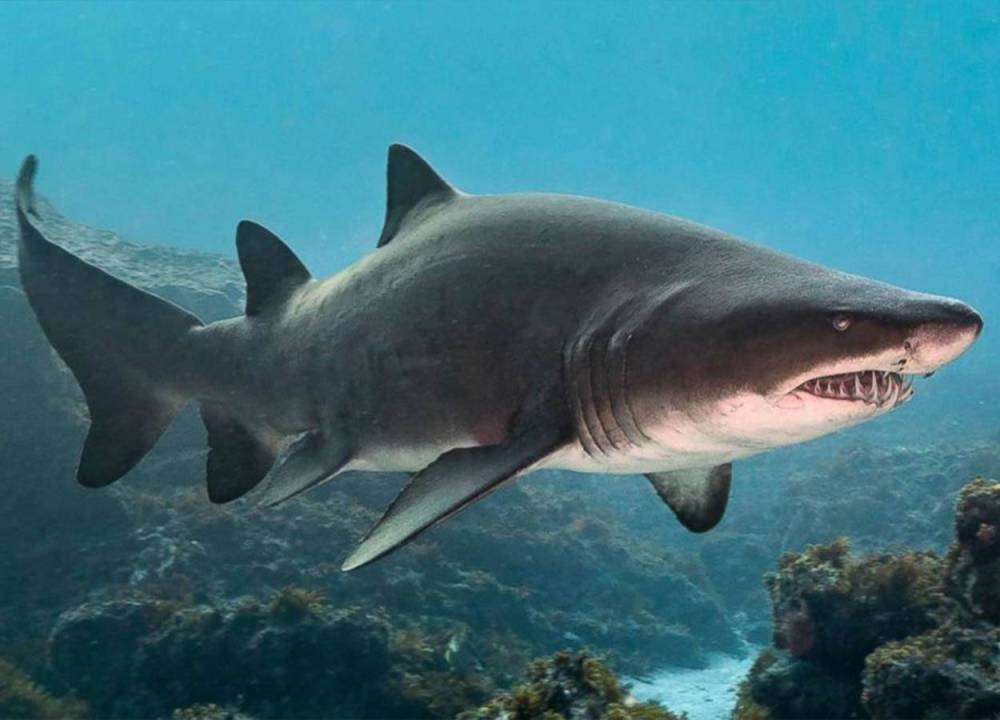 A large shark swimming underwater near rocks and seaweed.