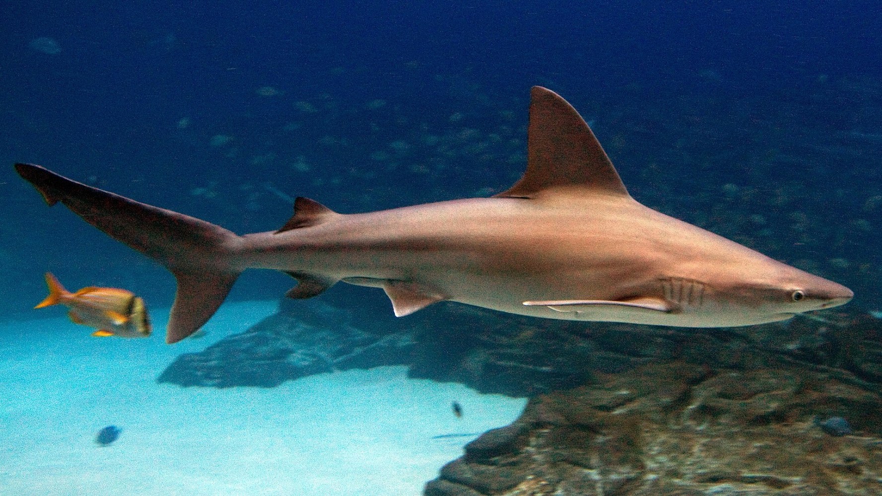Shark swimming in clear blue water with a fish nearby.