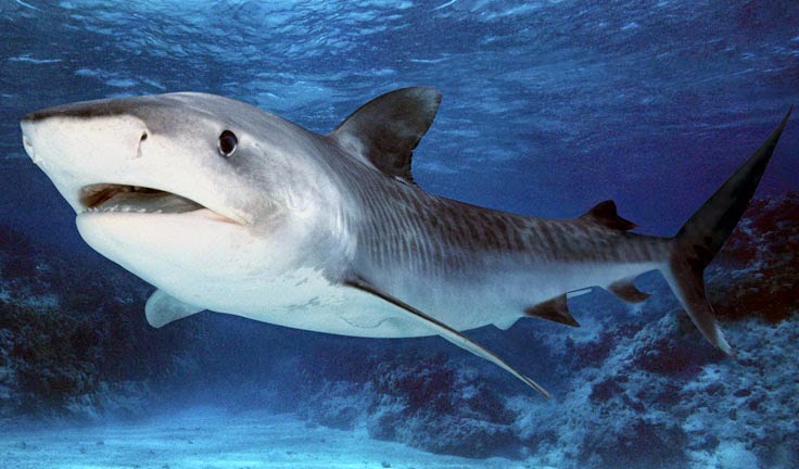 Shark swimming underwater with open mouth, displaying sharp teeth.
