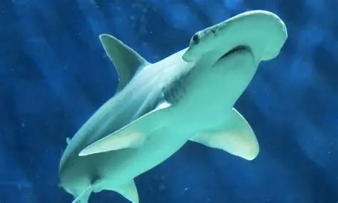 Hammerhead shark swimming underwater against a blue background.