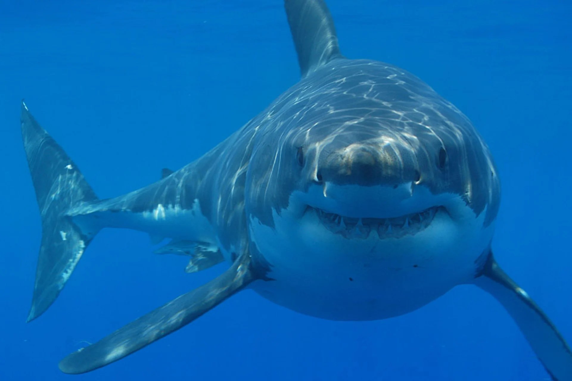Great white shark swimming in clear blue water.