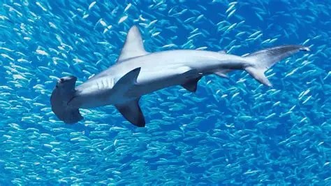 Hammerhead shark swimming among a school of small fish in blue water.
