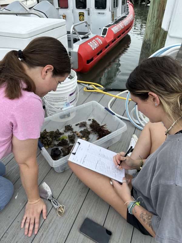 Two people examine marine specimens on a dock near a boat.