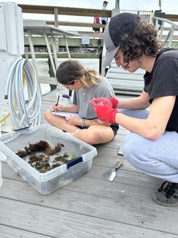 Two people examining seaweed in a clear box on a dock.