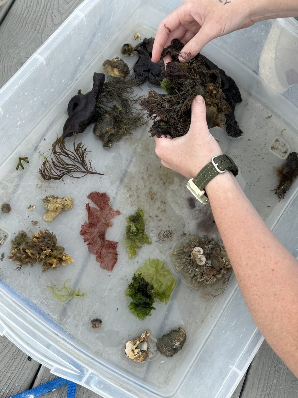 Hands arranging seaweed and marine life in a clear container.