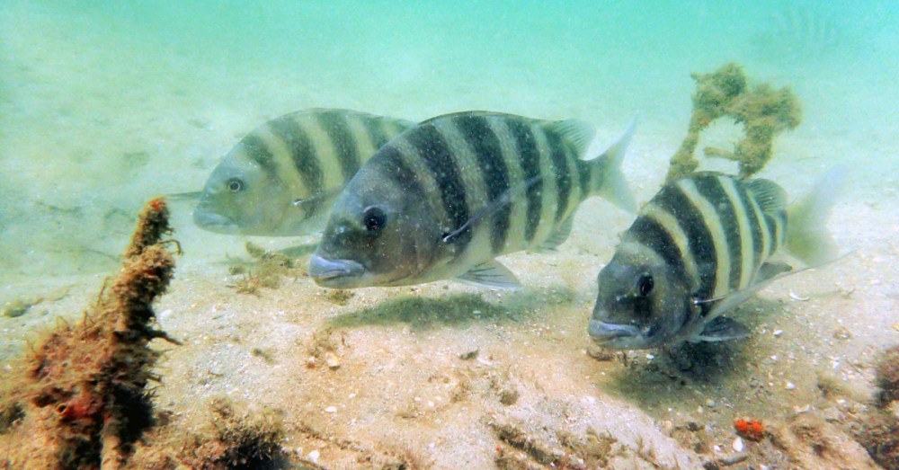 Three striped fish swimming underwater near sandy bottom and algae.