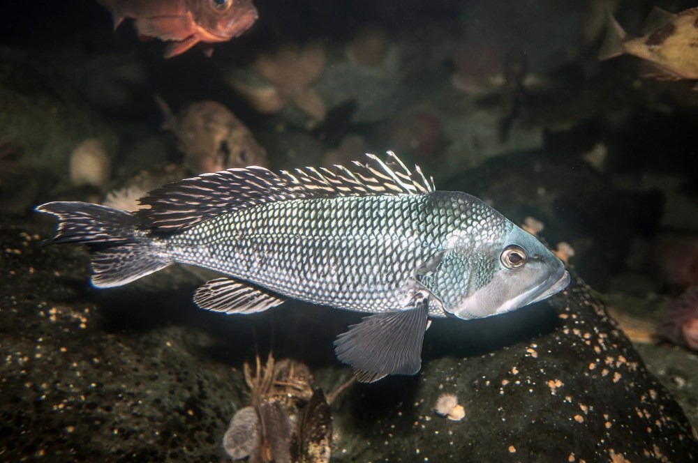 A fish with spiky fins and scales swimming in dark water.
