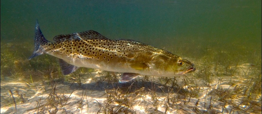 Fish swimming in clear water with aquatic plants at the bottom.